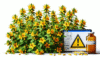 Herbal Interactions with Medications: Insights for the UK