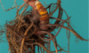 Supplements for Menopause: Natural Remedies for Wellness