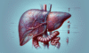 Liver Blood Test Analysis: Detailed Insights for Tewkesbury Residents