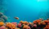 Great Blue Hole Belize: Your Ultimate Diving and Snorkelling Guide