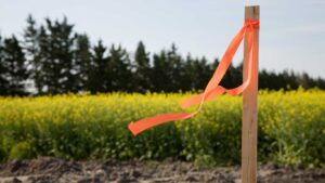 Subdivision Surveys: Essential Insights for Clyde North