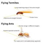 Flying Termites: Importance and Effective Response Strategies