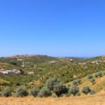 Olive Route: Discover Alentejo’s Olive Heritage in Portugal