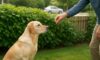 Bark Control Techniques for Managing Dog Noise Effectively