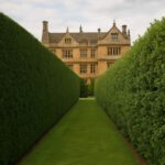 Hedge Trimming Techniques for Stunning Gardens in Stoke-Sub-Hamdon