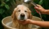 Pet Bath Water Conservation Tips for Your Household