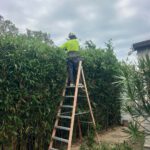 Hedging Plants: Easy Care Options for Newcastle Gardens