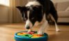 Mental Stimulation for Your Border Collie: Helpful Tips