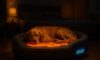 Temperature-Controlled Beds for Pets: The Ultimate Comfort Solution